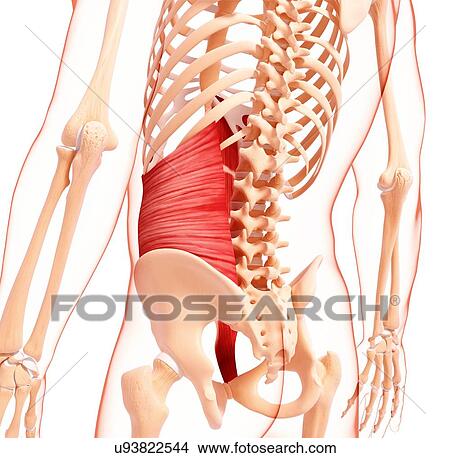 Stock Illustration - Human musculature, artwork. Fotosearch