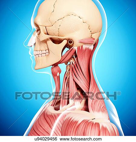 Human musculature, artwork View Large Illustration Stock Illustration - Human musculature, artwork. Fotosearch