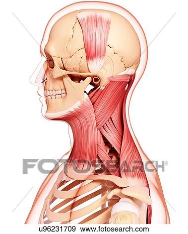 Human musculature, artwork View Large Illustration Stock Illustration - Human musculature, artwork. Fotosearch