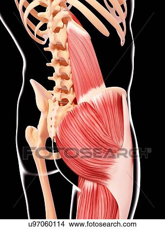 Stock Illustration - Human musculature, artwork. Fotosearch