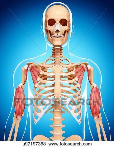 Human musculature, artwork View Large Illustration Stock Illustration - Human musculature, artwork. Fotosearch