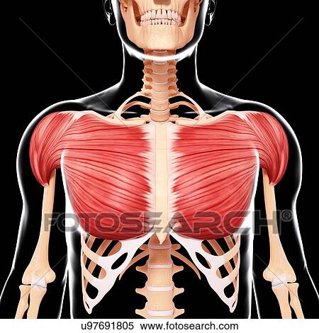 Human musculature, artwork View Large Illustration Stock Illustration - Human musculature, artwork. Fotosearch