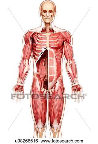 Stock Illustration - Human musculature, artwork. Fotosearch