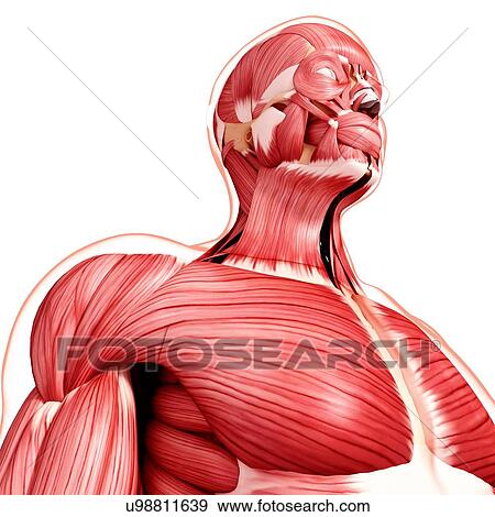 Stock Illustration - Human musculature, artwork. Fotosearch