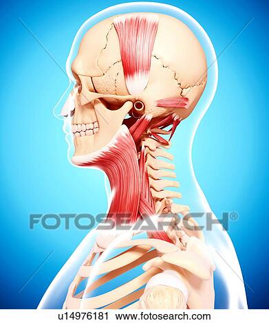 Clip Art - Human neck musculature, artwork. Fotosearch