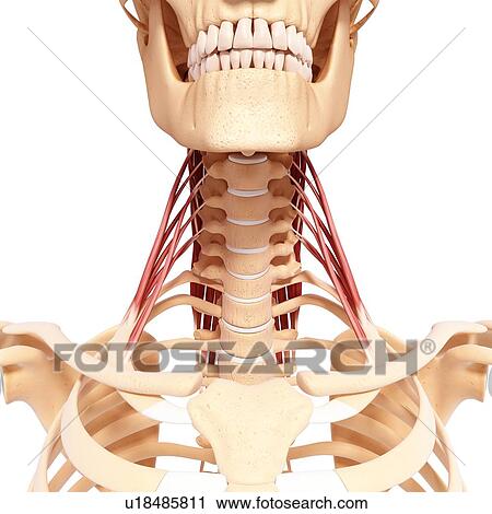 Clip Art - Human neck musculature, artwork. Fotosearch