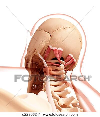 Human neck musculature, artwork View Large Illustration Clip Art - Human neck musculature, artwork. Fotosearch