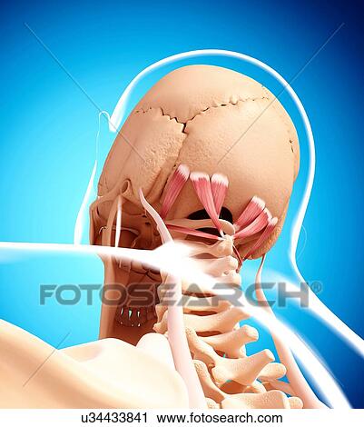 Clip Art - Human neck musculature, artwork. Fotosearch