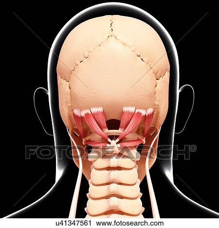 Clip Art - Human neck musculature, artwork. Fotosearch