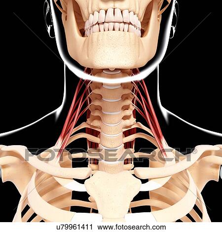 Clip Art - Human neck musculature, artwork. Fotosearch