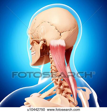 Clipart - Human neck musculature, artwork. Fotosearch