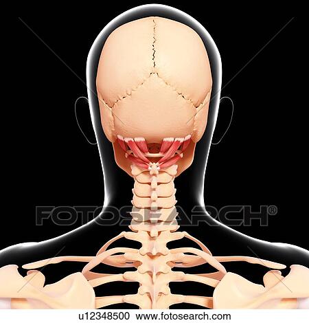 Clipart - Human neck musculature, artwork. Fotosearch