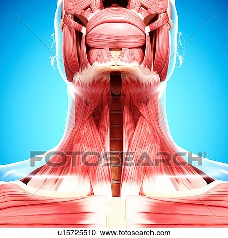 Human neck musculature, artwork View Large Illustration Clipart - Human neck musculature, artwork. Fotosearch