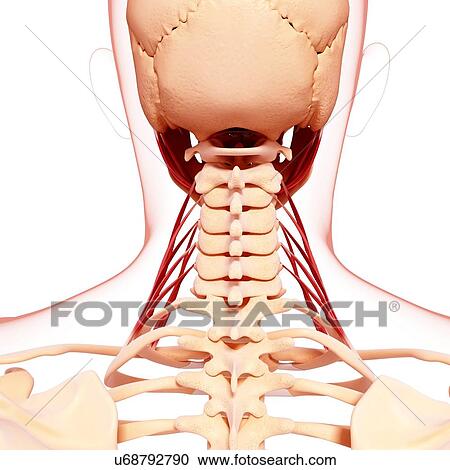 Clipart - Human neck musculature, artwork. Fotosearch