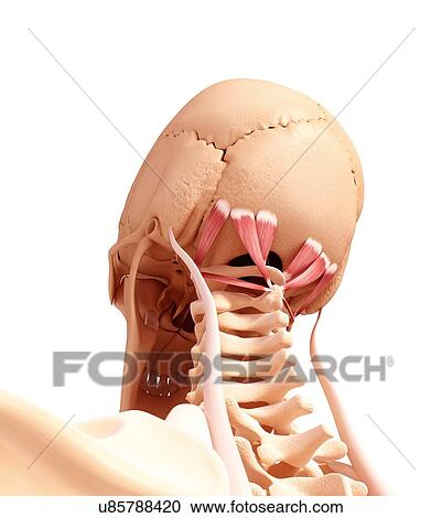 Clipart - Human neck musculature, artwork. Fotosearch
