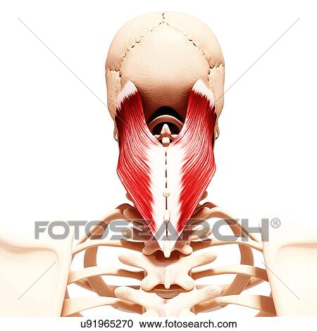 Clipart - Human neck musculature, artwork. Fotosearch