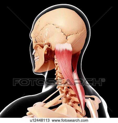Drawing - Human neck musculature, artwork. Fotosearch