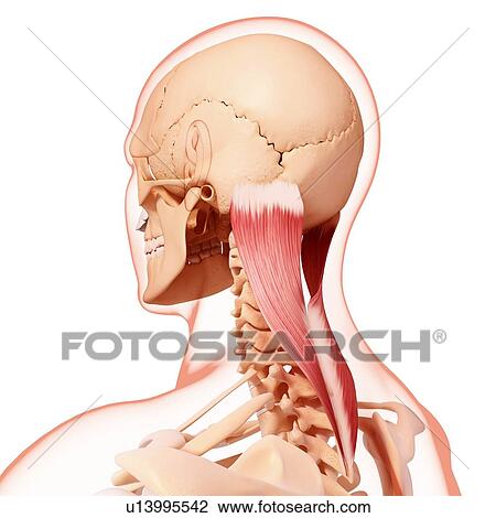Human neck musculature, artwork View Large Illustration Drawing - Human neck musculature, artwork. Fotosearch
