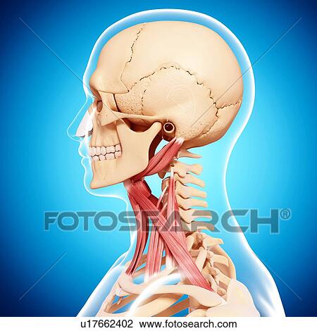 Drawing - Human neck musculature, artwork. Fotosearch