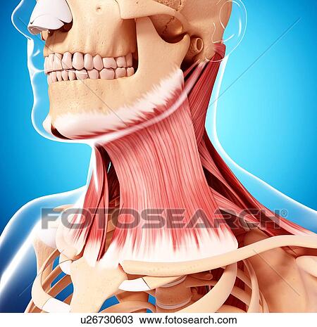 Human neck musculature, artwork View Large Illustration Drawing - Human neck musculature, artwork. Fotosearch