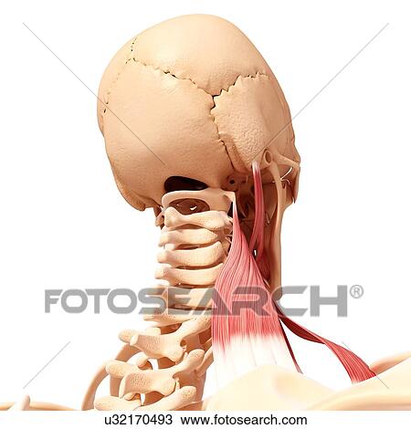 Drawing - Human neck musculature, artwork. Fotosearch