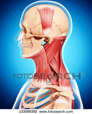 Human neck musculature, artwork View Large Illustration Drawing - Human neck musculature, artwork. Fotosearch