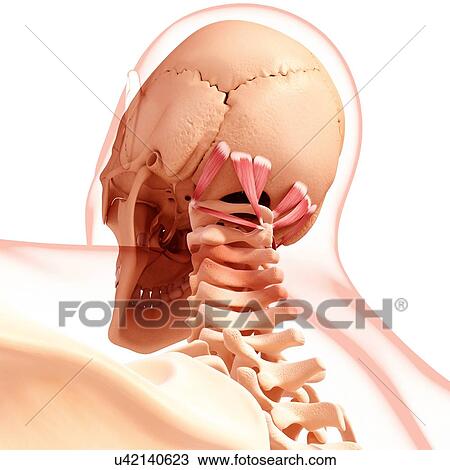 Human neck musculature, artwork View Large Illustration Drawing - Human neck musculature, artwork. Fotosearch