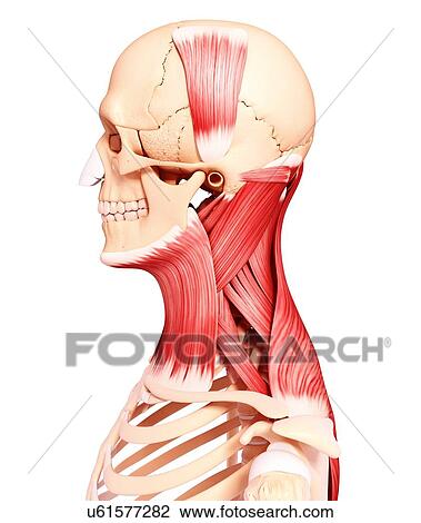 Drawing - Human neck musculature, artwork. Fotosearch