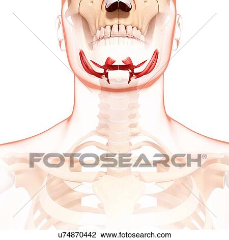 Drawing - Human neck musculature, artwork. Fotosearch