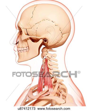 Human neck musculature, artwork View Large Illustration Drawing - Human neck musculature, artwork. Fotosearch