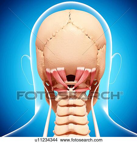 Human neck musculature, artwork View Large Illustration Stock Illustration - Human neck musculature, artwork. Fotosearch