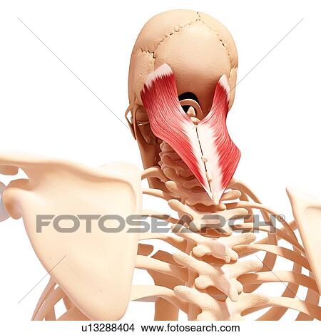 Stock Illustration - Human neck musculature, artwork. Fotosearch