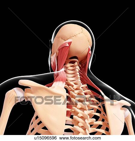 Human neck musculature, artwork View Large Illustration Stock Illustration - Human neck musculature, artwork. Fotosearch