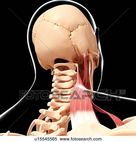 Human neck musculature, artwork View Large Illustration Stock Illustration - Human neck musculature, artwork. Fotosearch
