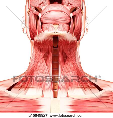 Stock Illustration - Human neck musculature, artwork. Fotosearch
