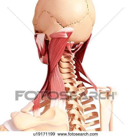 Stock Illustration - Human neck musculature, artwork. Fotosearch