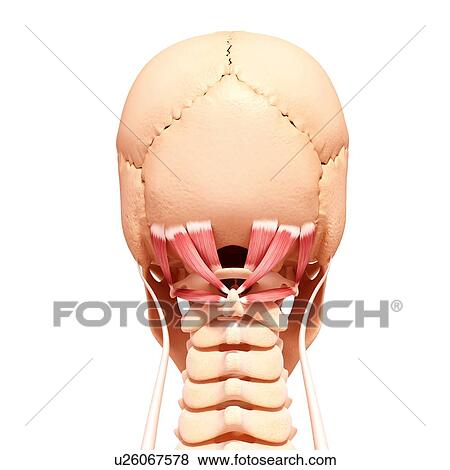 Human neck musculature, artwork View Large Illustration Stock Illustration - Human neck musculature, artwork. Fotosearch