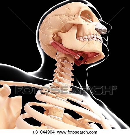 Human neck musculature, artwork View Large Illustration Stock Illustration - Human neck musculature, artwork. Fotosearch