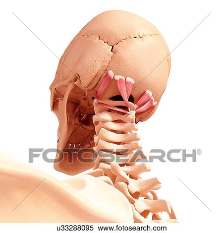 Human neck musculature, artwork View Large Illustration Stock Illustration - Human neck musculature, artwork. Fotosearch