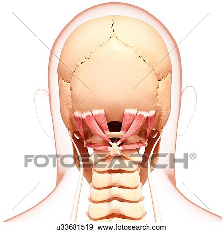 Human neck musculature, artwork View Large Illustration Stock Illustration - Human neck musculature, artwork. Fotosearch