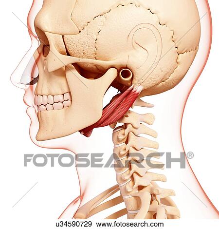Human neck musculature, artwork View Large Illustration Stock Illustration - Human neck musculature, artwork. Fotosearch