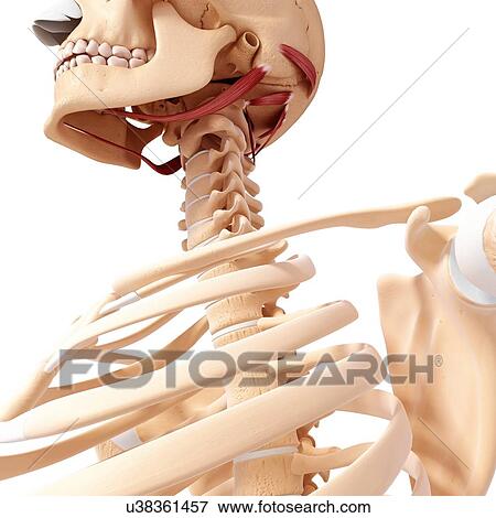 Human neck musculature, artwork View Large Illustration Stock Illustration - Human neck musculature, artwork. Fotosearch