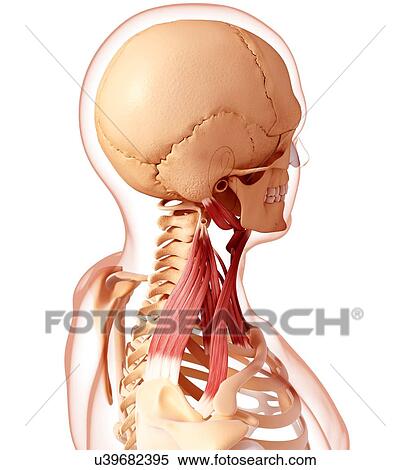 Human neck musculature, artwork View Large Illustration Stock Illustration - Human neck musculature, artwork. Fotosearch