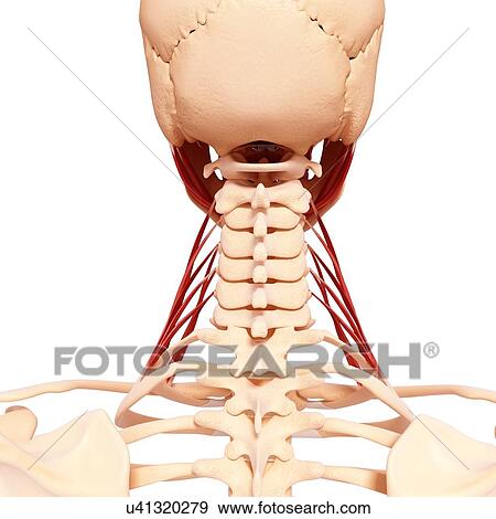 Stock Illustration - Human neck musculature, artwork. Fotosearch