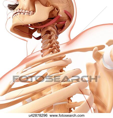 Stock Illustration - Human neck musculature, artwork. Fotosearch