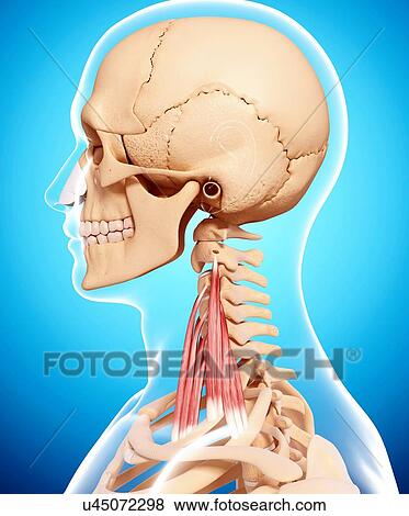 Stock Illustration - Human neck musculature, artwork. Fotosearch
