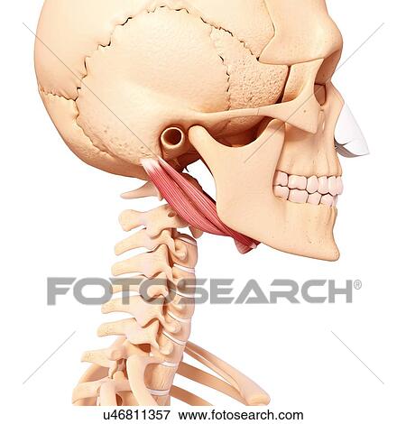 Stock Illustration - Human neck musculature, artwork. Fotosearch