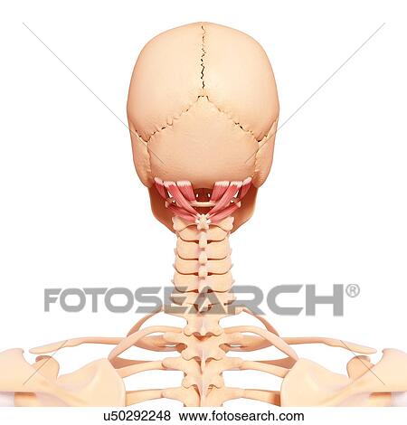 Stock Illustration - Human neck musculature, artwork. Fotosearch