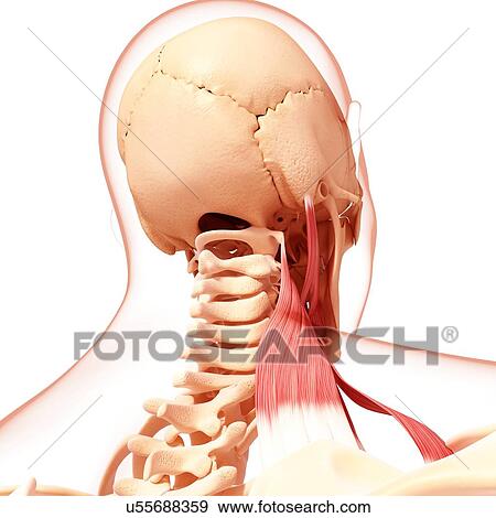 Human neck musculature, artwork View Large Illustration Stock Illustration - Human neck musculature, artwork. Fotosearch