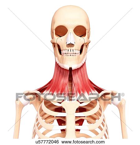 Human neck musculature, artwork View Large Illustration Stock Illustration - Human neck musculature, artwork. Fotosearch